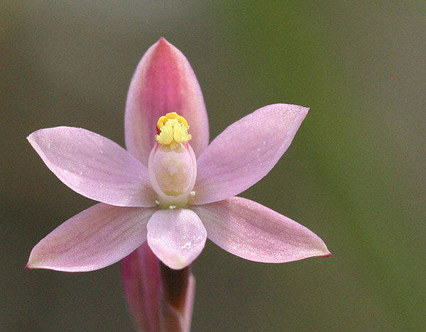 Thelymitra